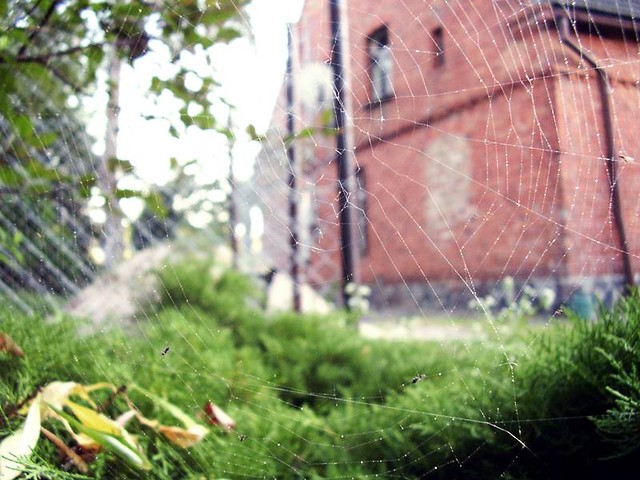 arachnofobia