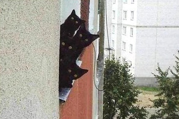 Wpis kocipomruk