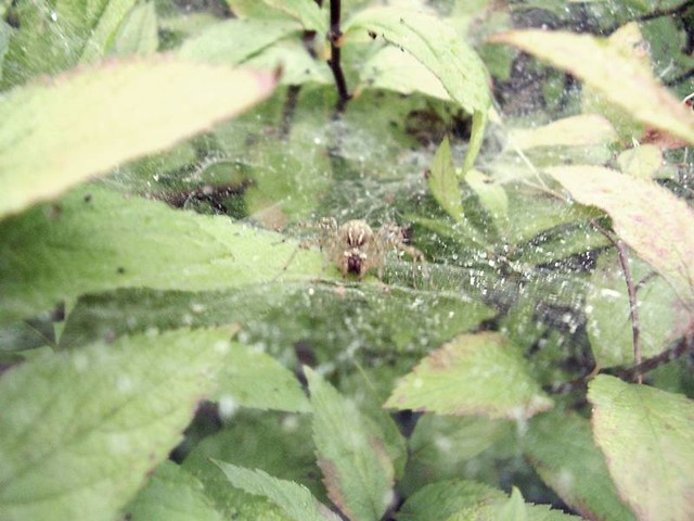 arachnofobia