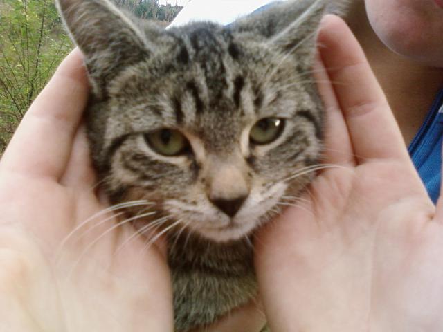 koott