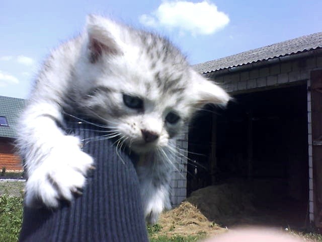 Mj koteczek:*