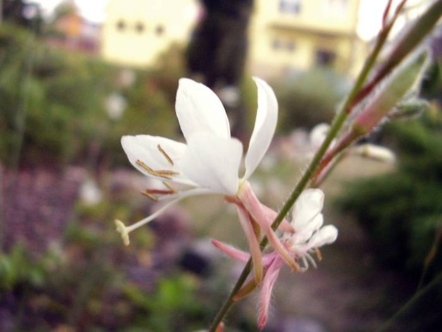 drzewko