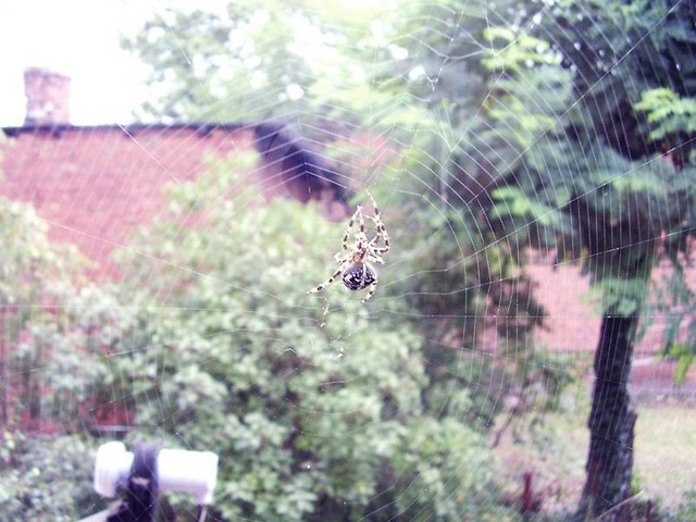 arachnofobia