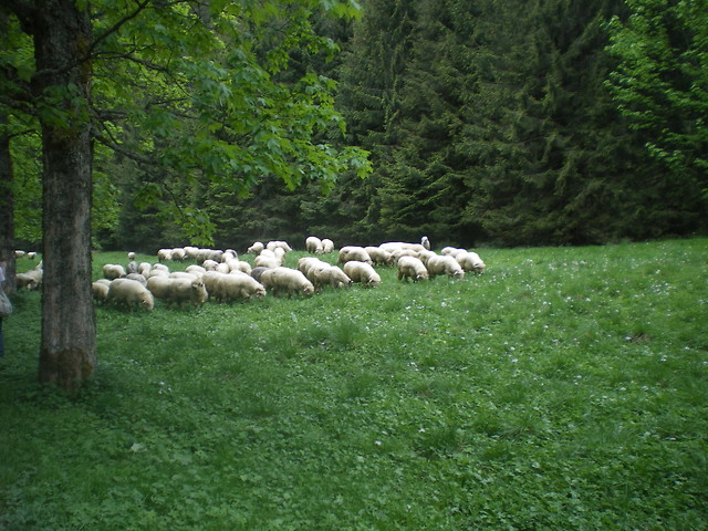 zielona szkoa.