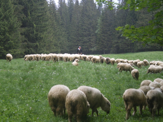 zielona szkoa.