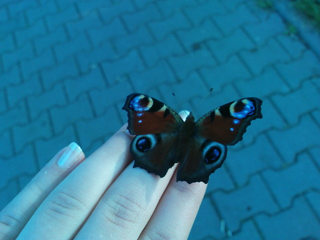 ` o motyla noga ;O