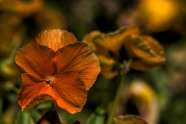 Wpis photoblogi