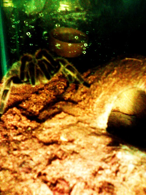 rosea 