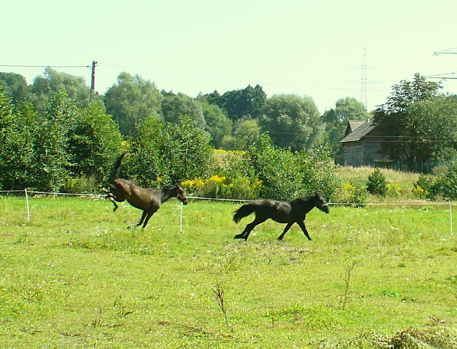 Wesoe koniki