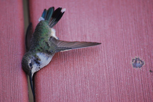 humming bird