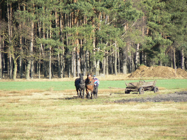 orka