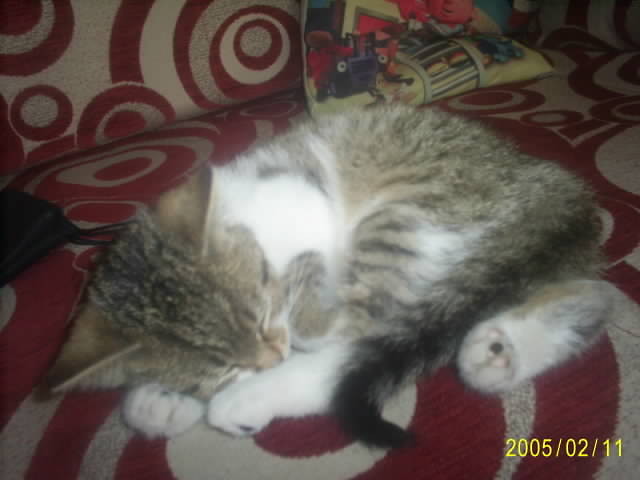 puscia