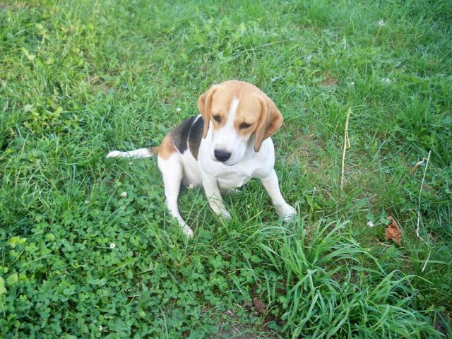 Wpis sweetmydog