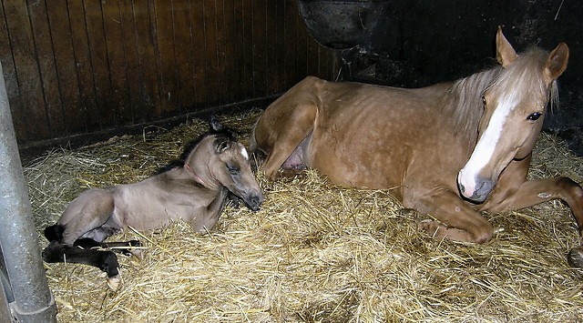 Magia & Magni < 3