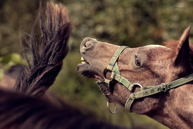 horses