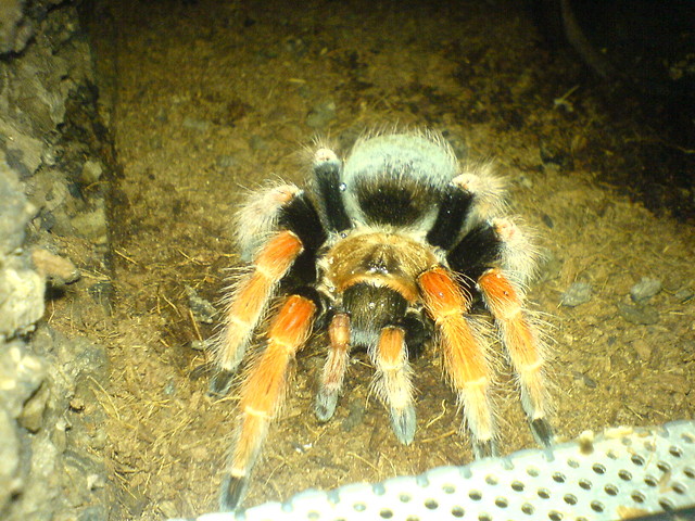 B. boehmei