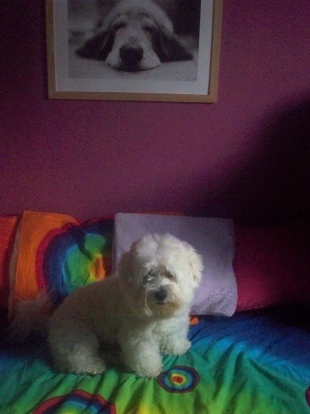 Wpis sweetmydog