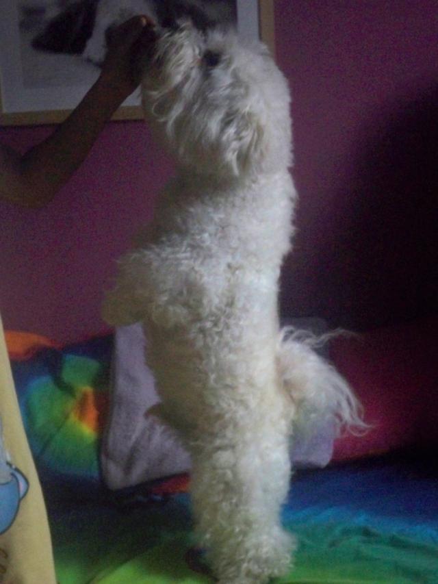 Wpis sweetmydog