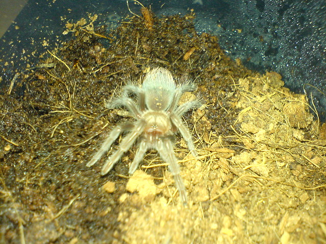 B. albiceps