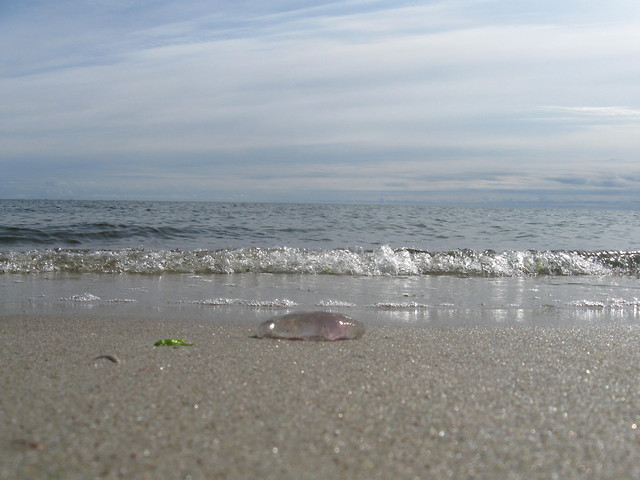 meduza.