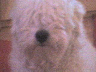 Wpis sweetmydog