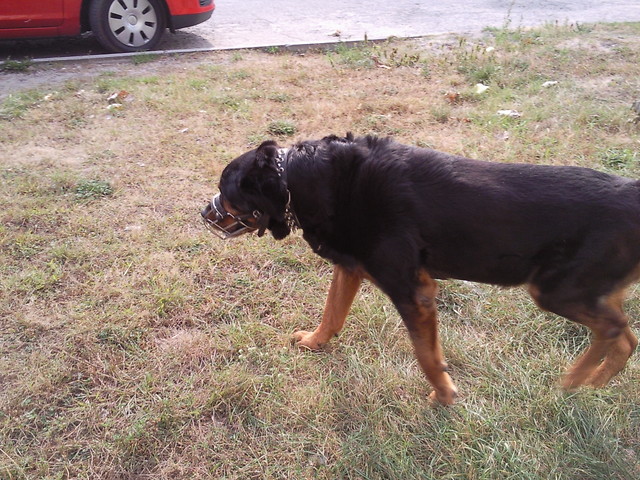 Mj piesek ;]