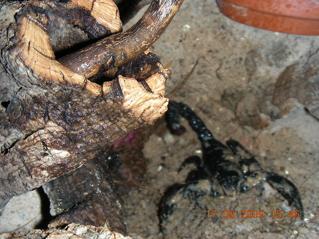 Skorpion