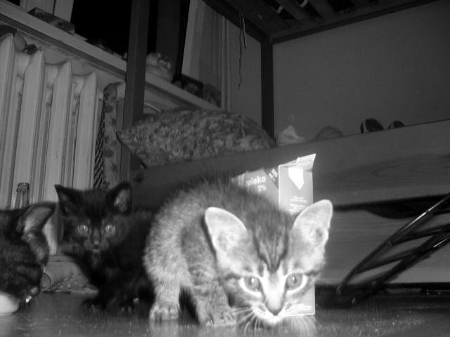 sodkie x3.!