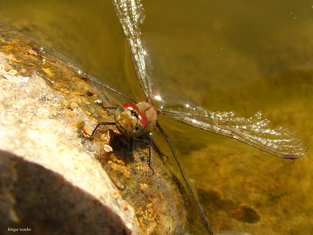 Wpis passerose