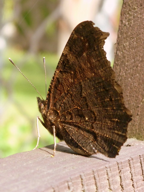 Motyl. 