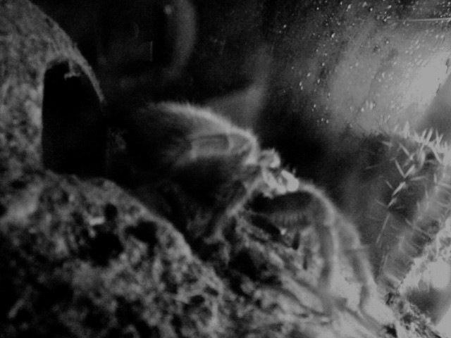rosea b&w