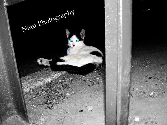 Wpis natttu