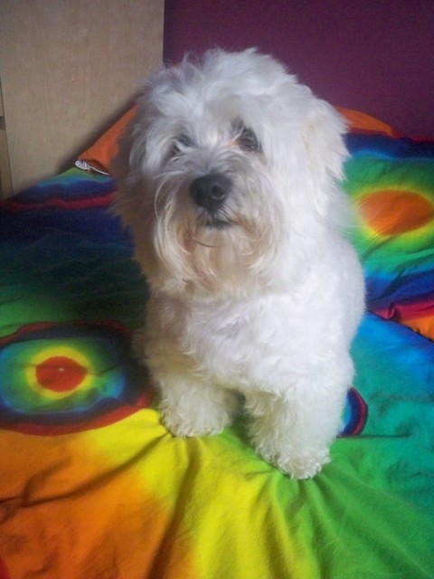 Wpis sweetmydog