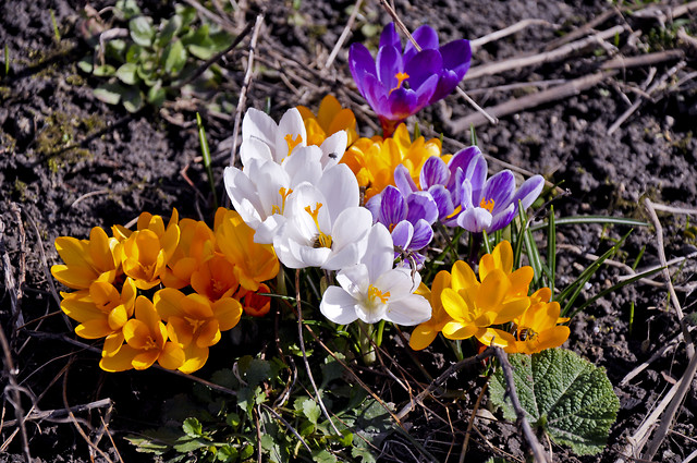 Krokusy.
