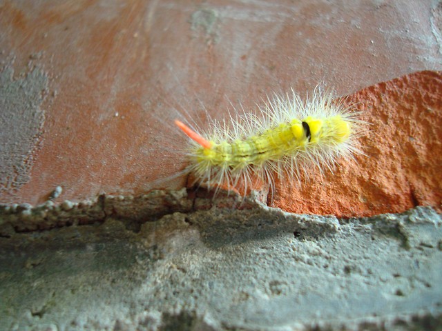 Motyl ?!?