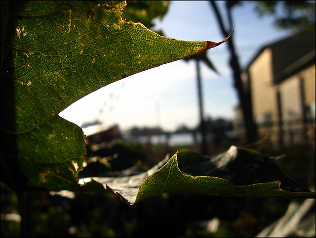 Wpis amateurphoto