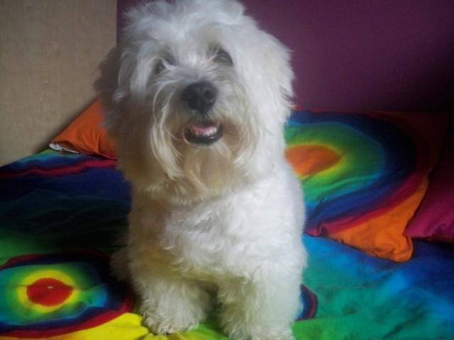 Wpis sweetmydog
