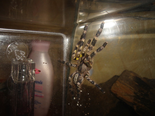 P. regalis