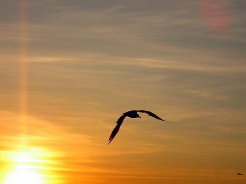 Wpis amateurphoto