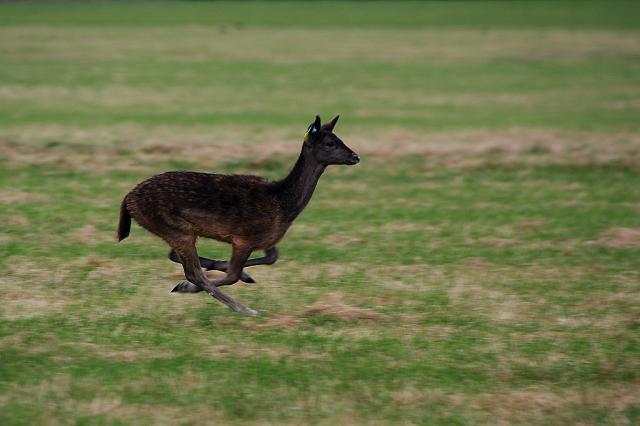 Phoenix Park