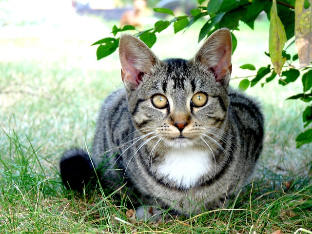 Kicia 