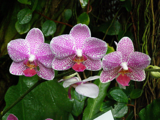 Orchidea?(chyba)
