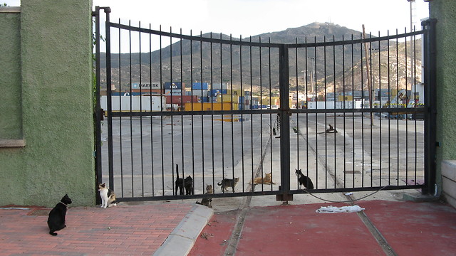  los gattitos