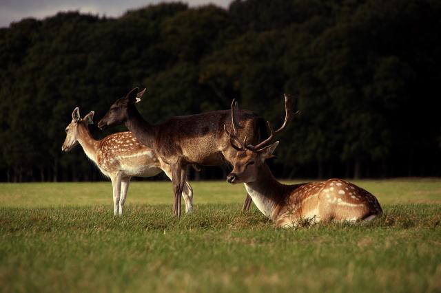 Phoenix Park III