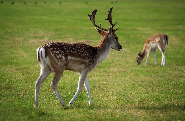 Phoenix Park IV