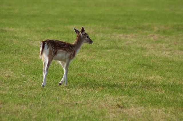 Phoenix Park V