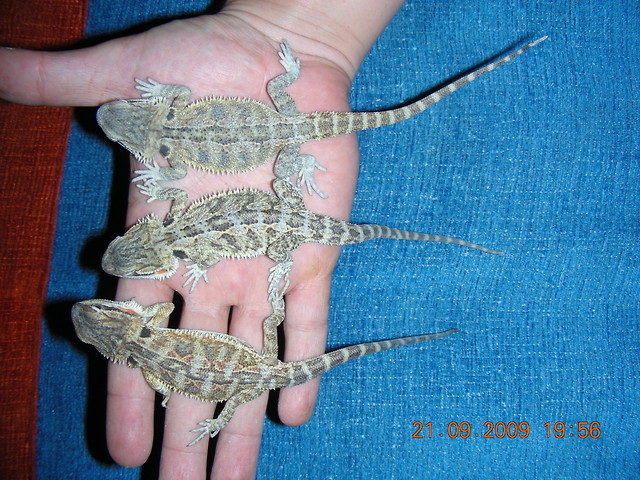 Jaszczurki agamy