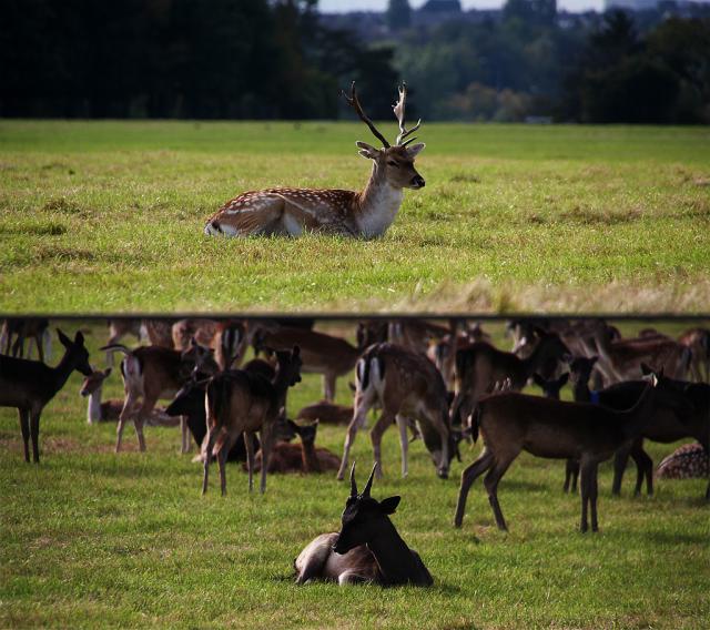 Phoenix Park VI