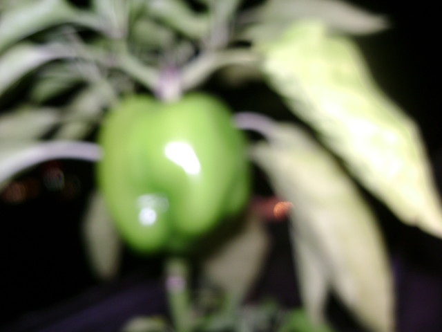 Majne Paprika ^^