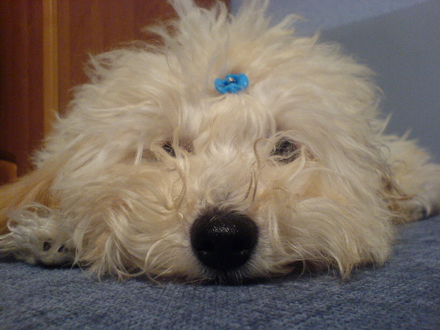 Wpis gandziaaa